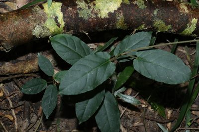 Leichhardtia racemosa, photographed by Greg Tasney