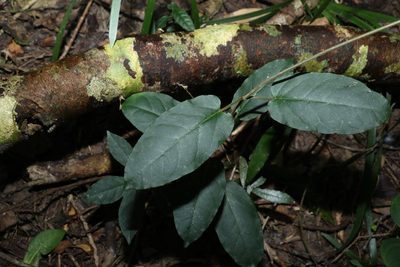 Leichhardtia racemosa, photographed by Greg Tasney