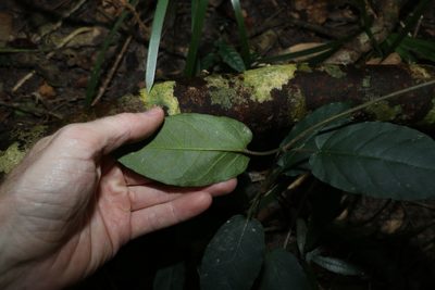 Leichhardtia racemosa, photographed by Greg Tasney