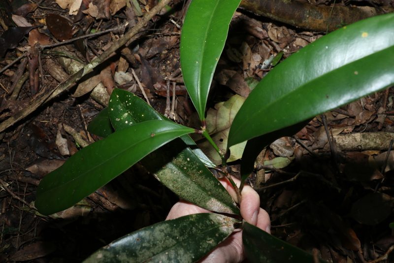 Syzygium moorei, photographed by Greg Tasney