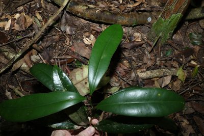 Syzygium moorei, photographed by Greg Tasney