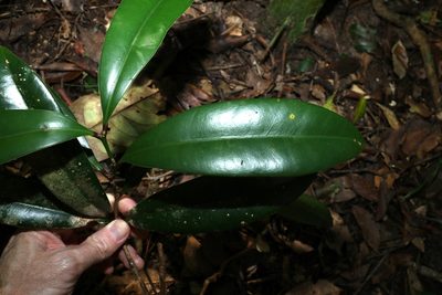 Syzygium moorei, photographed by Greg Tasney
