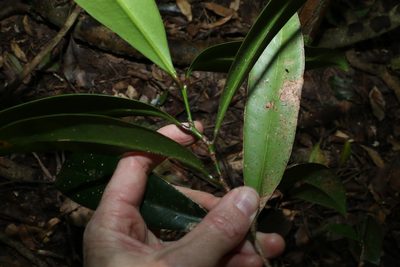 Syzygium moorei, photographed by Greg Tasney