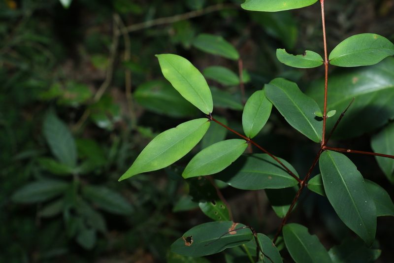 Pilidiostigma glabrum, photographed by Greg Tasney