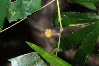 Calamus muelleri, photographed by Greg Tasney