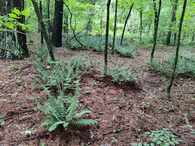 Polystichum acrostichoides, photographed by Scott Allen Davis