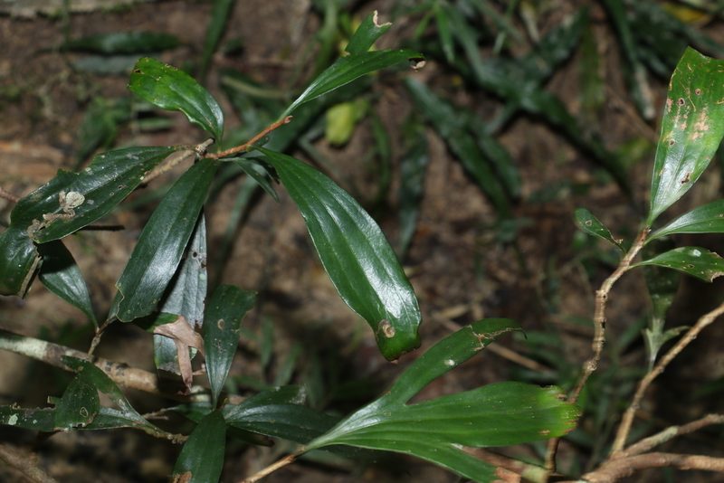 Stenocarpus salignus, photographed by Greg Tasney
