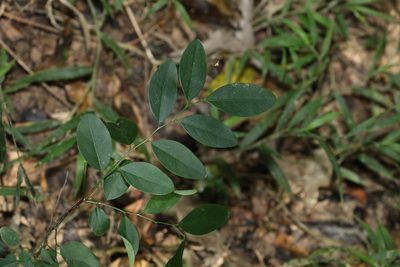 Breynia oblongifolia, photographed by Greg Tasney