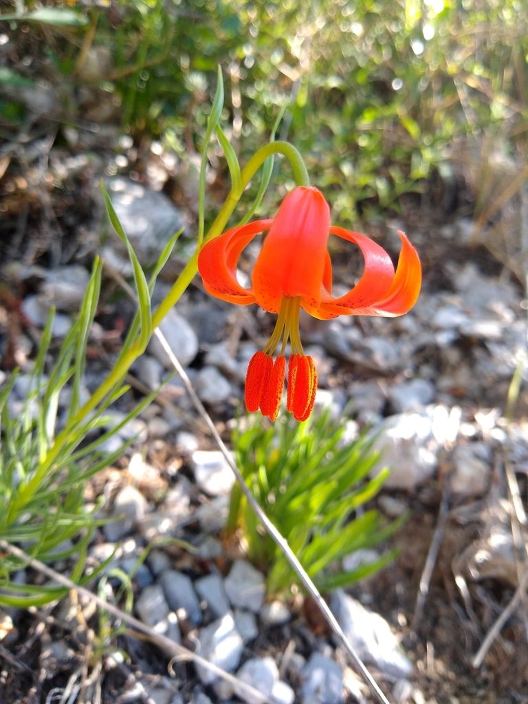 Lilium pomponium, photographed by Stefan Haag