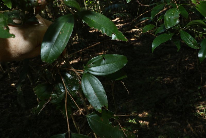 Rhodamnia argentea, photographed by Greg Tasney