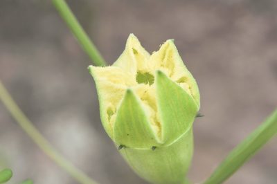 Cayaponia espelina, photographed by Morten Ross