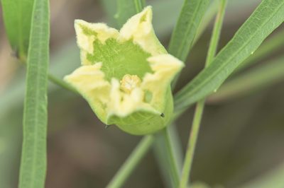 Cayaponia espelina, photographed by Morten Ross