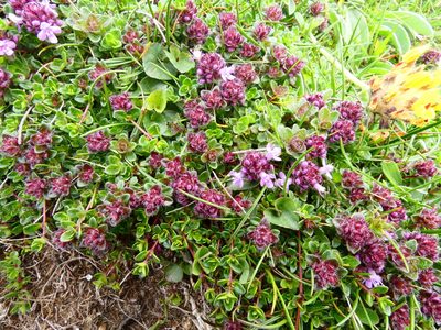 Thymus praecox, photographed by Ethan Lutterer