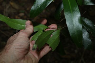 Hedraianthera porphyropetala, photographed by Greg Tasney