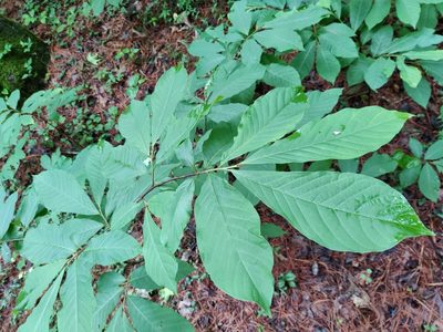 Asimina triloba, photographed by Scott Allen Davis