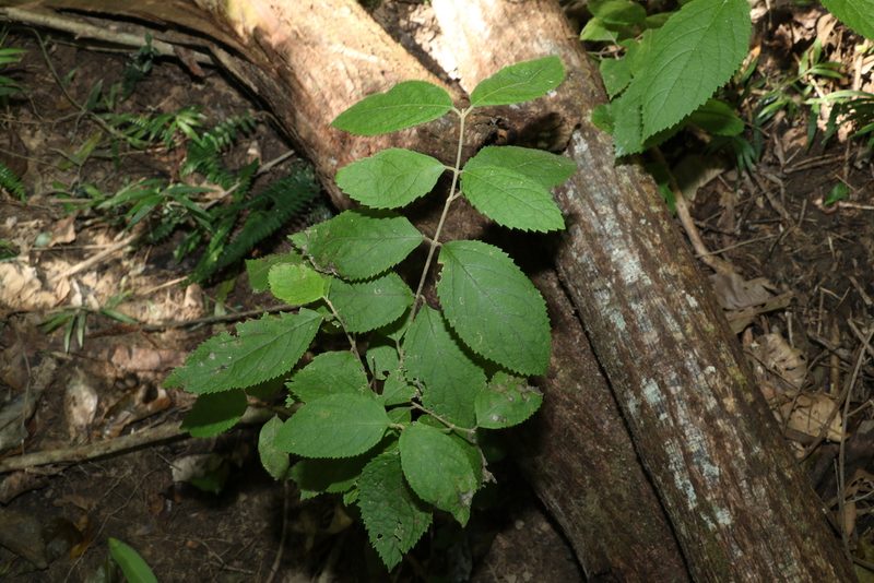 Callicarpa pedunculata, photographed by Greg Tasney