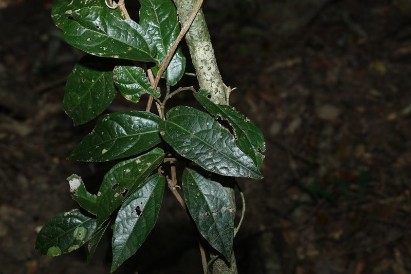 Aristolochia praevenosa, photographed by Greg Tasney