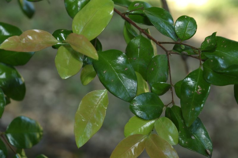 Gossia fragrantissima, photographed by Greg Tasney