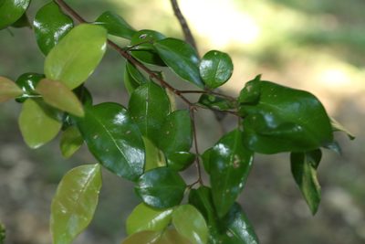 Gossia fragrantissima, photographed by Greg Tasney