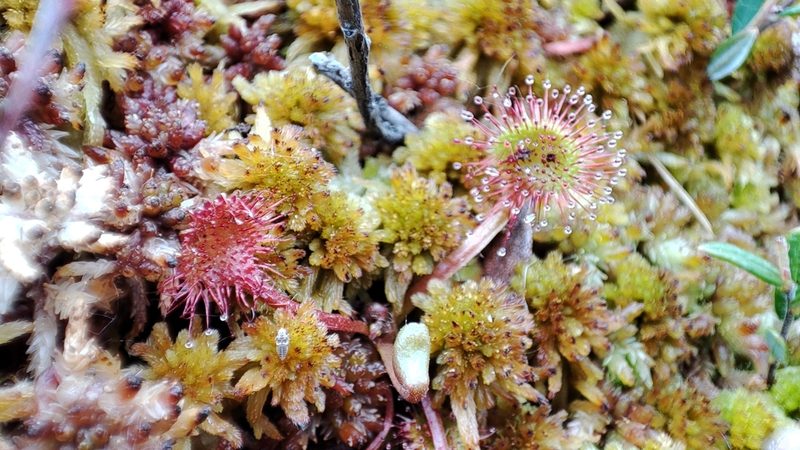 Drosera rotundifolia, photographed by Svyatoslav Knyazev