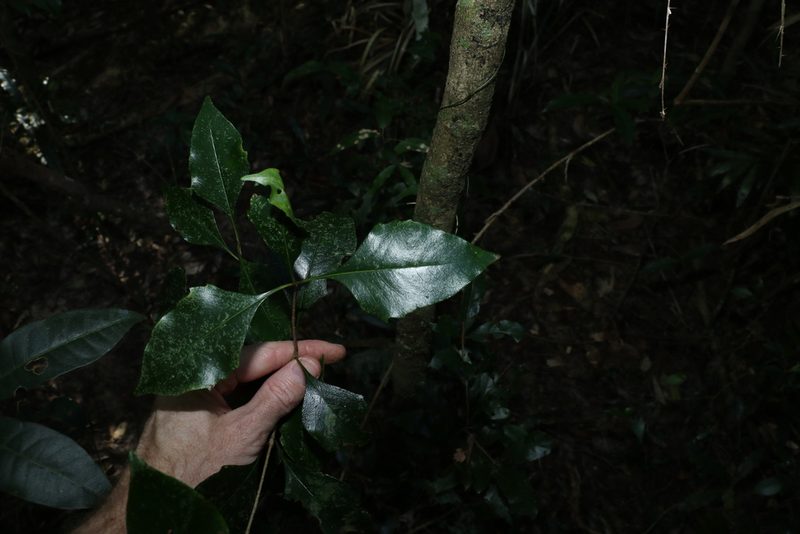 Auranticarpa rhombifolia, photographed by Greg Tasney