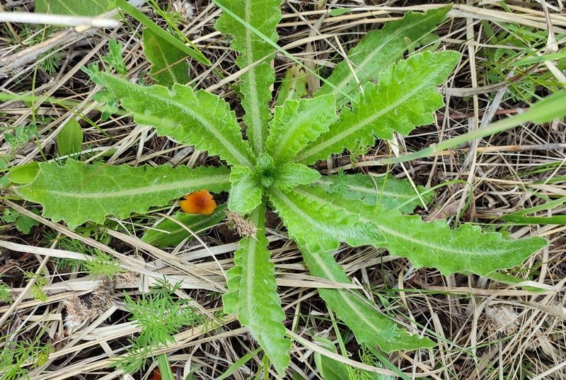 Cirsium esculentum, photographed by Yurii Basov