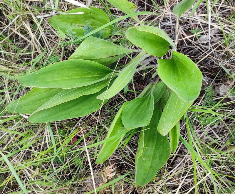 Plantago cornuti, photographed by Yurii Basov