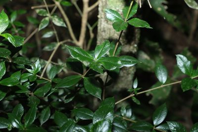 Alyxia ruscifolia, photographed by Greg Tasney