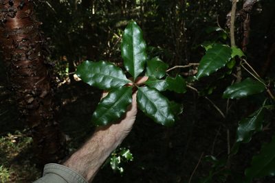 Actephila mooreana, photographed by Greg Tasney