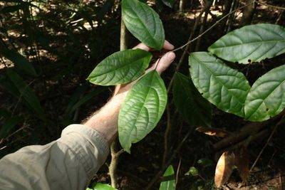 Clerodendrum floribundum, photographed by Greg Tasney