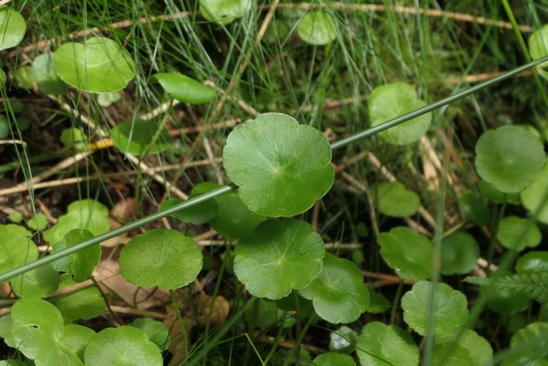 Hydrocotyle vulgaris, photographed by Thierry Helminger