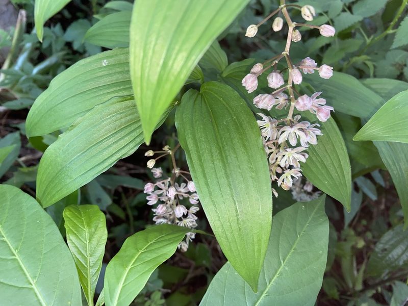 Maianthemum flexuosum, photographed by Grete Pasch