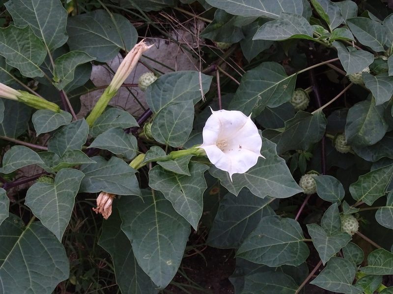 Datura metel, photographed by 雲一百香果