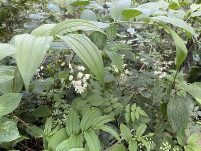Maianthemum flexuosum, photographed by Grete Pasch