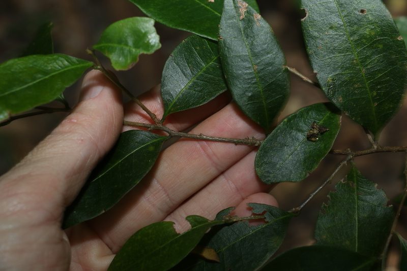 Cleistanthus cunninghamii, photographed by Greg Tasney