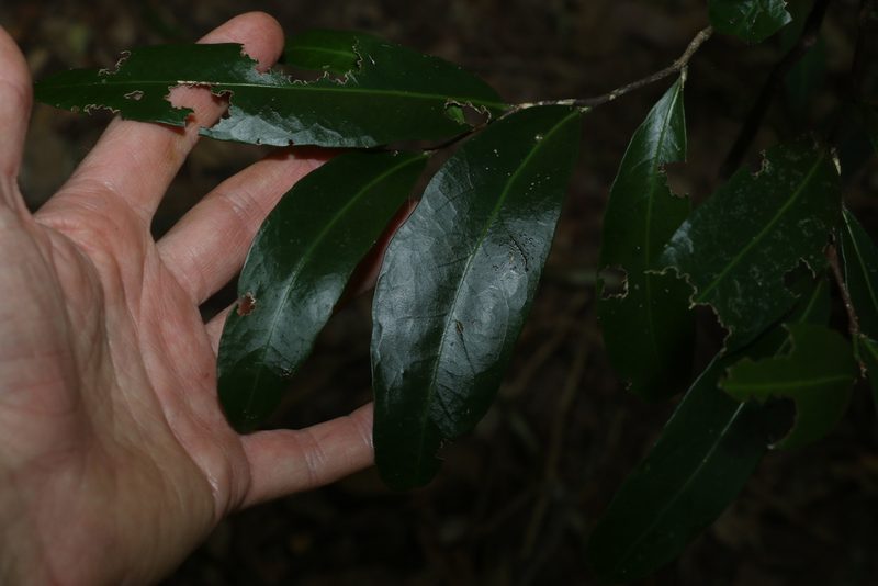 Hedraianthera porphyropetala, photographed by Greg Tasney