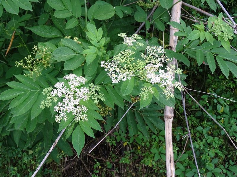 Sambucus javanica, photographed by 雲一百香果