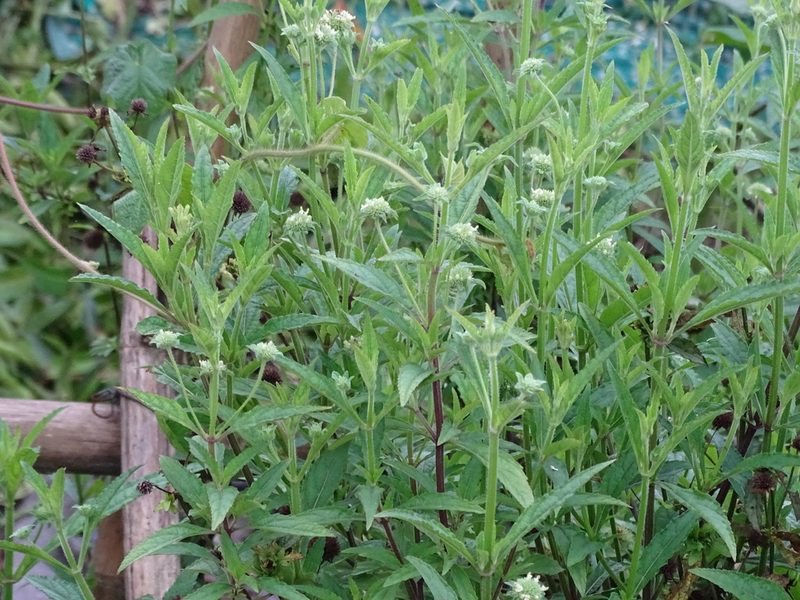 Hyptis capitata, photographed by 雲一百香果