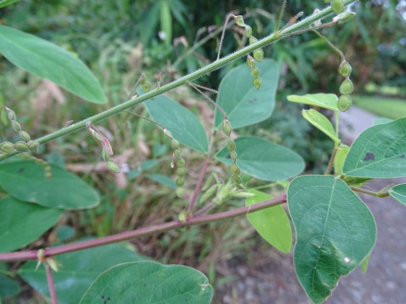 Desmodium tortuosum, photographed by 雲一百香果