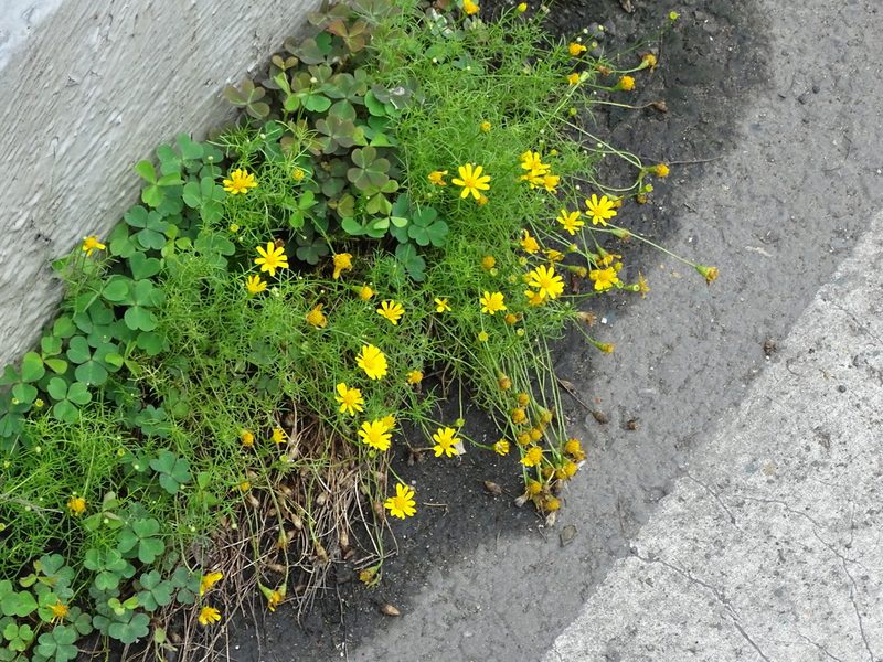 Thymophylla tenuiloba, photographed by 雲一百香果