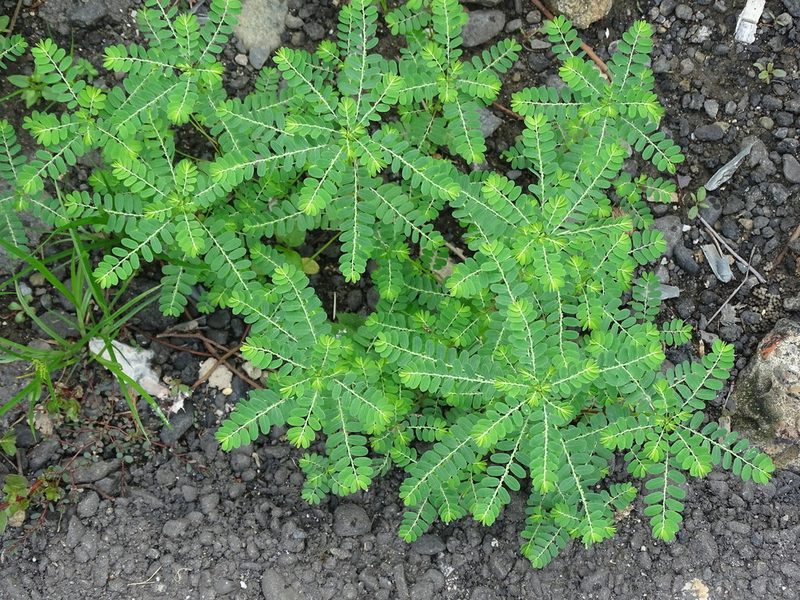 Phyllanthus amarus, photographed by 雲一百香果