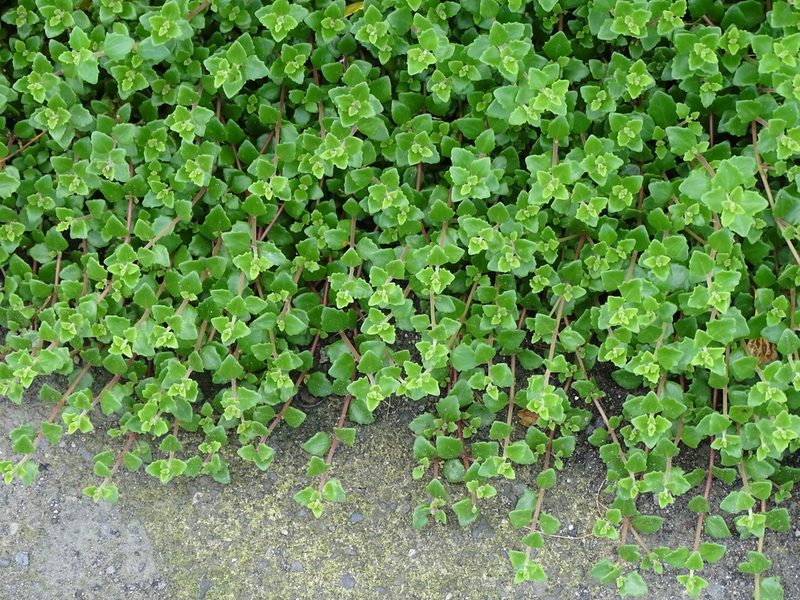 Coleus prostratus, photographed by 雲一百香果