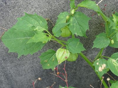 Physalis angulata, photographed by 雲一百香果