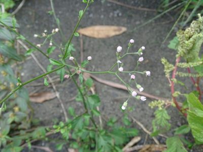 Cyanthillium cinereum