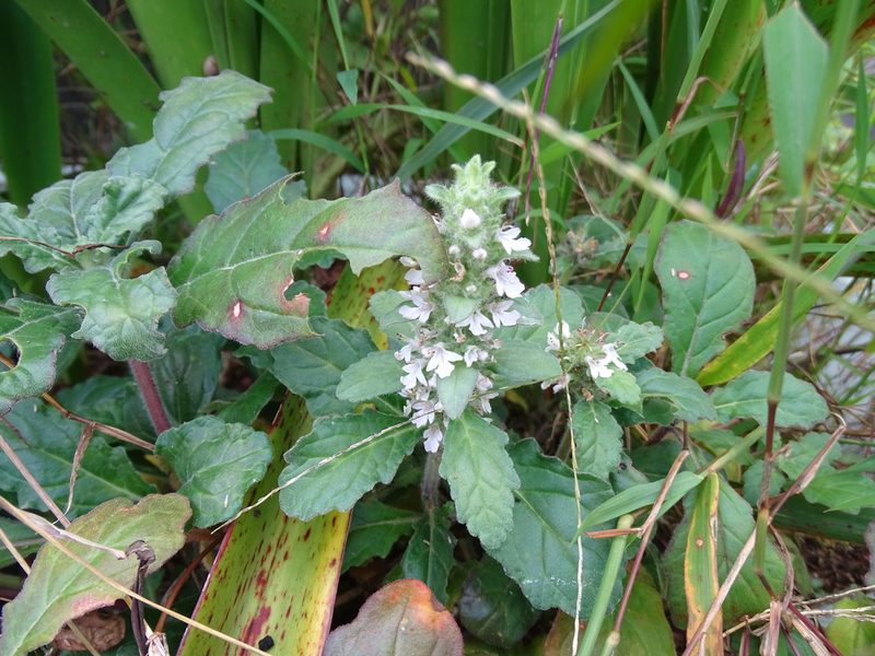 Ajuga taiwanensis, photographed by 雲一百香果