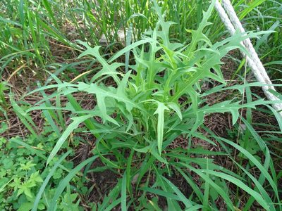 Lactuca indica, photographed by 雲一百香果