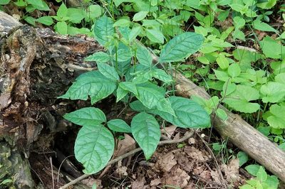 Toxicodendron radicans, photographed by Robert Roach