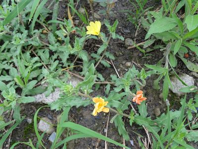 Oenothera laciniata, photographed by 雲一百香果