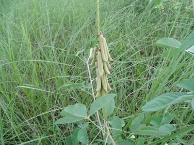 Crotalaria pallida