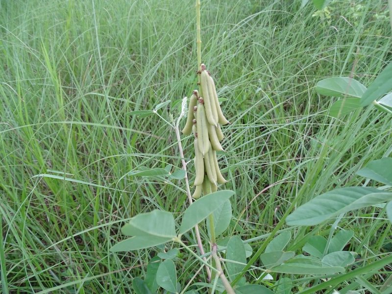 Crotalaria pallida, photographed by 雲一百香果